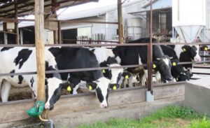 畜産クラスター 補助金額 計算例