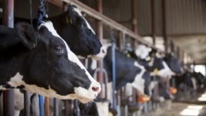 畜産クラスター ICT